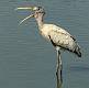 Wood Storks-19